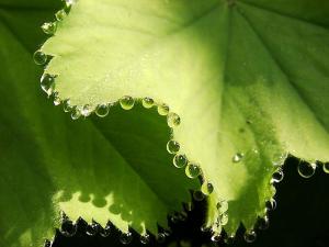 guttation-droplets-on-leaves-1.jpg