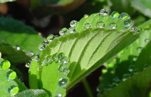 guttation-droplets-on-leaves-4.jpg