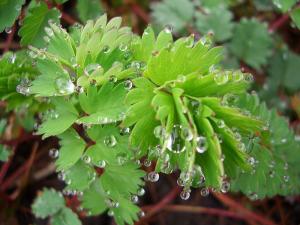 guttation-droplets-on-leaves-6.jpg