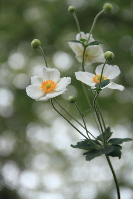 「花」秋明菊　