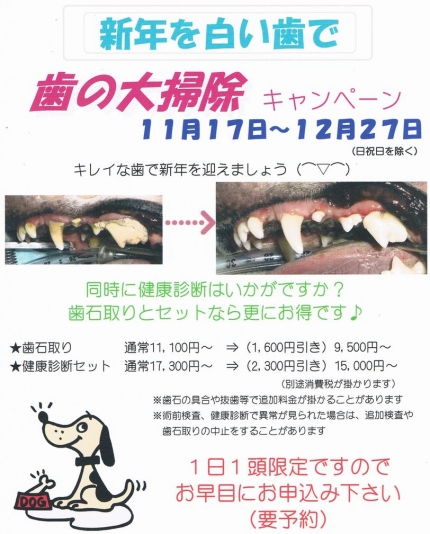 歯の大掃除キャンペーン