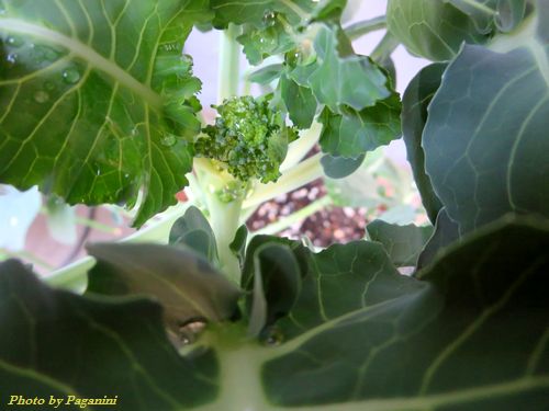broccoli(stick senyol)