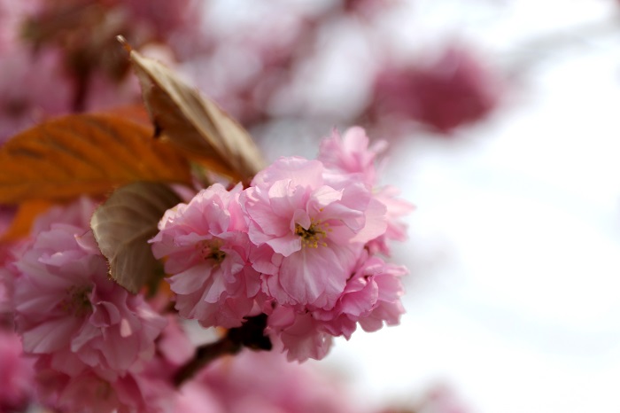 20130606-6　　桜の花