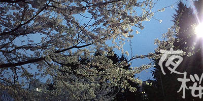 仙台発 満開の夜桜