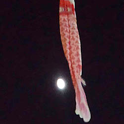 月夜の鯉のぼり