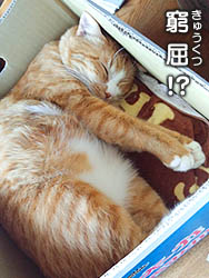 箱で寝る猫・ゆず丸