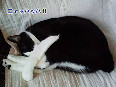 仙台の猫・モグ
