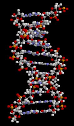 DNAモデル図