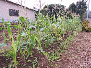 秋トウモロコシ　栽培地