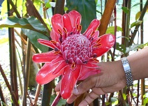 ブラジルの花