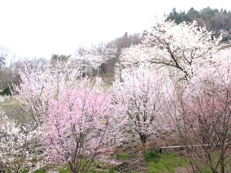 信州の桜