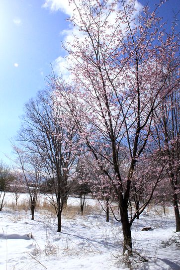 山桜と雪