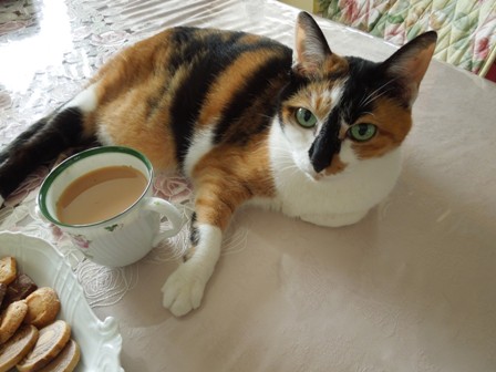 お茶飲みに参加する猫♪
