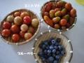 雨の中の収穫ブルーベリーミニトマト