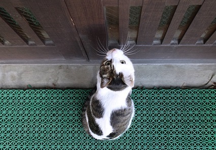 玄関前の猫