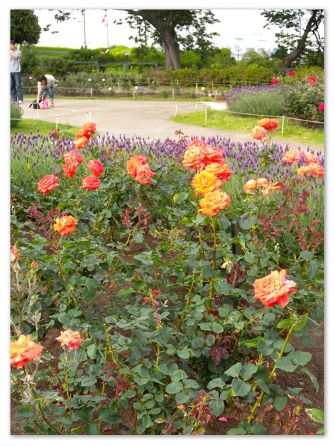 rosegarden_11.jpg