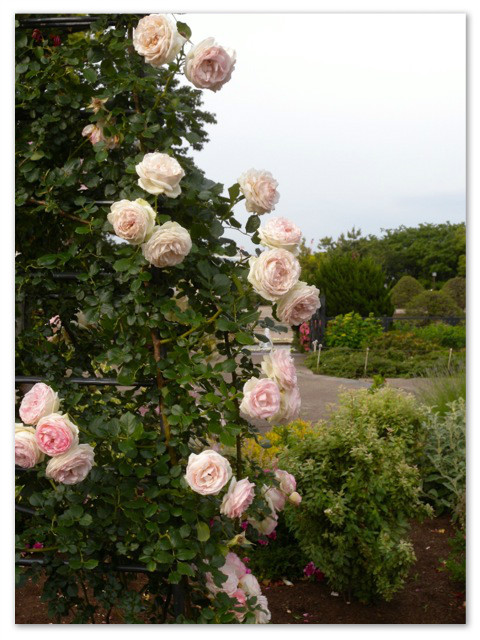 rosegarden_13.jpg
