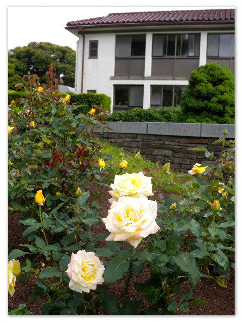 rosegarden_15.jpg