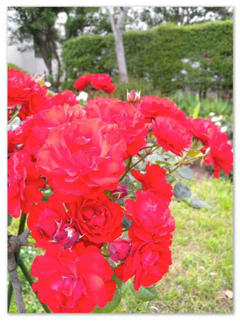 rosegarden_21.jpg