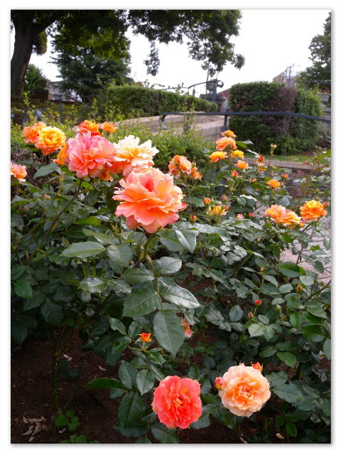 rosegarden_26.jpg