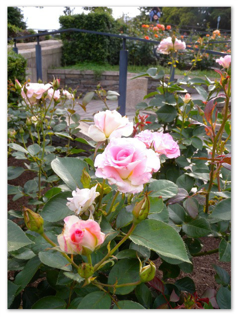 rosegarden_27.jpg