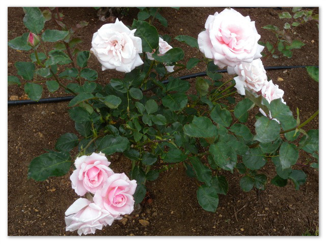 rosegarden_6.jpg
