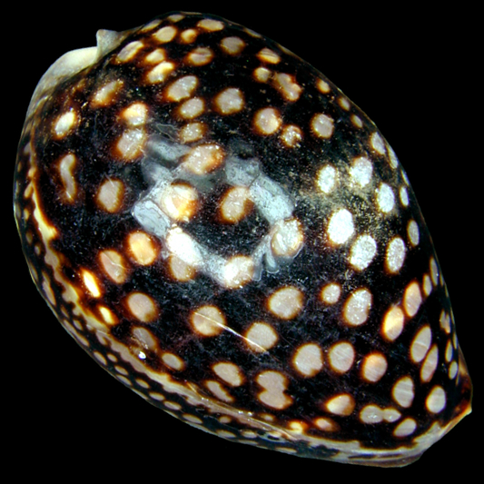 B.  ハチジョウダカラ  貝殻　タカラガイ科