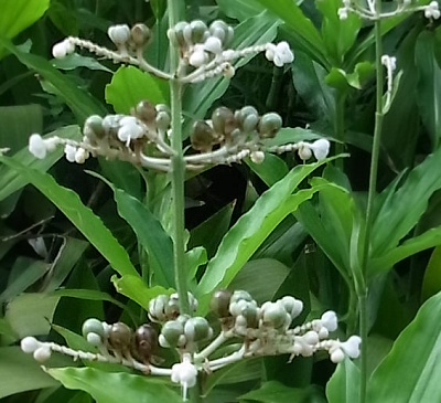 RIMG0044ヤブミョウガの白い花と緑の実_400