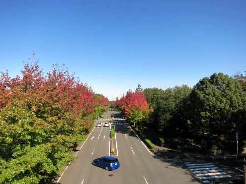 2013年の多摩NT上之根大通りの紅葉