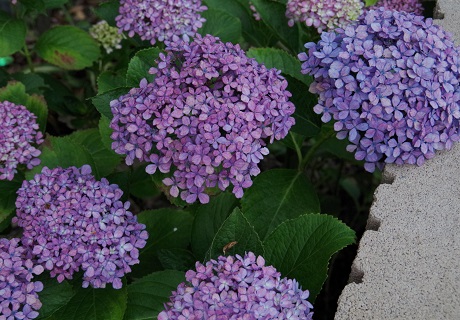 微妙な色の紫陽花