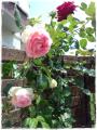庭のバラ２
