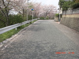 桜花ビラが積もった道路