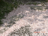 桜花ビラが積もった厚み。