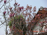 居間前庭のモクレンと八重桜。