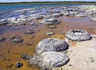Lake_Thetis-Stromatolites-LaRuth[ストロマトライト-2]