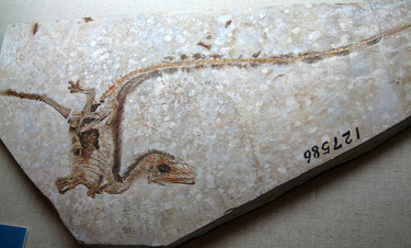 800px-Sinosauropteryxfossil[シノサウロプテリクス]