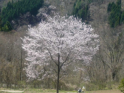 s-桜