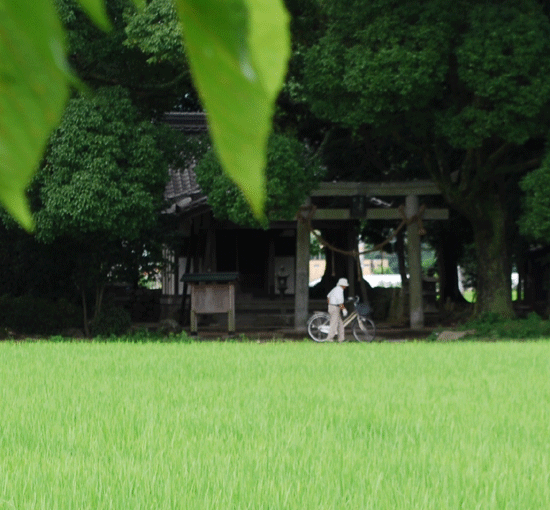 fujikashinatsu1.gif