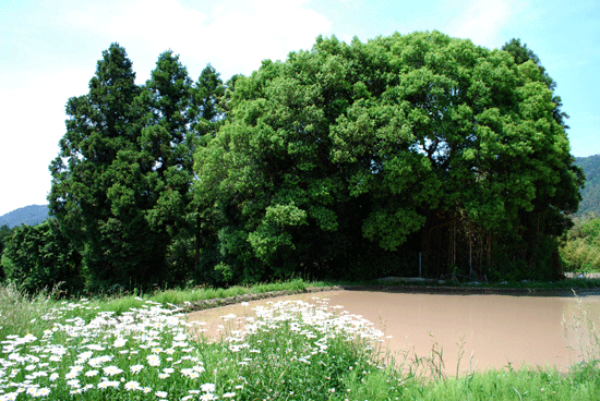 koshihatanbo1.gif