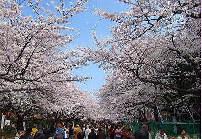 s-上野の桜