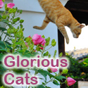 Glorious Cats