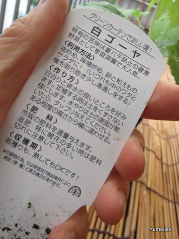 花くらす野菜くらす「白ゴーヤ」栽培キット