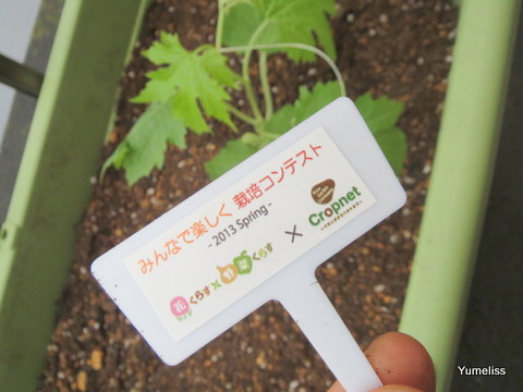 イイハナドットコム（旧：花くらす野菜くらす）「白ゴーヤ」栽培キット