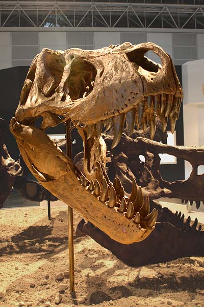 din-tyrannosaurus-13lv.jpg