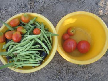 今日の収穫_サンド豆、ミニトマト、トマトと茄子