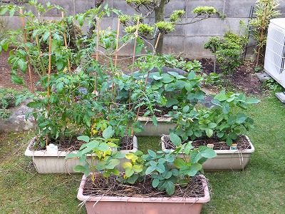 家庭菜園
