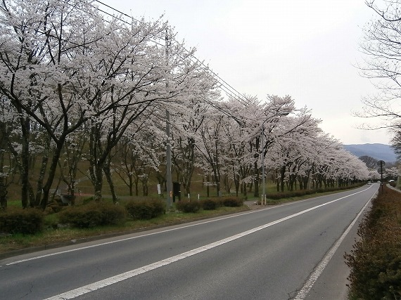 20130417桜 (5)