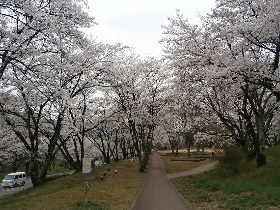 20130417桜 (2)
