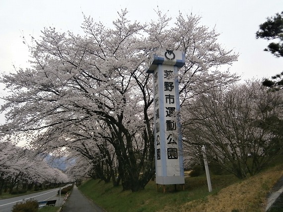 20130417桜 (7)