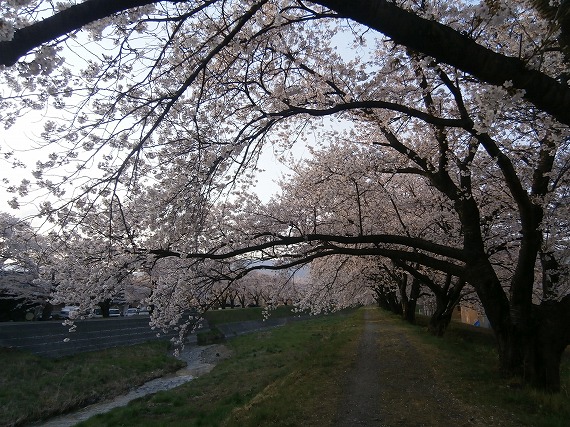 20130417桜 (8)